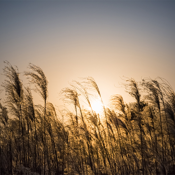 Biofuels are a key part of the global agricultural complex