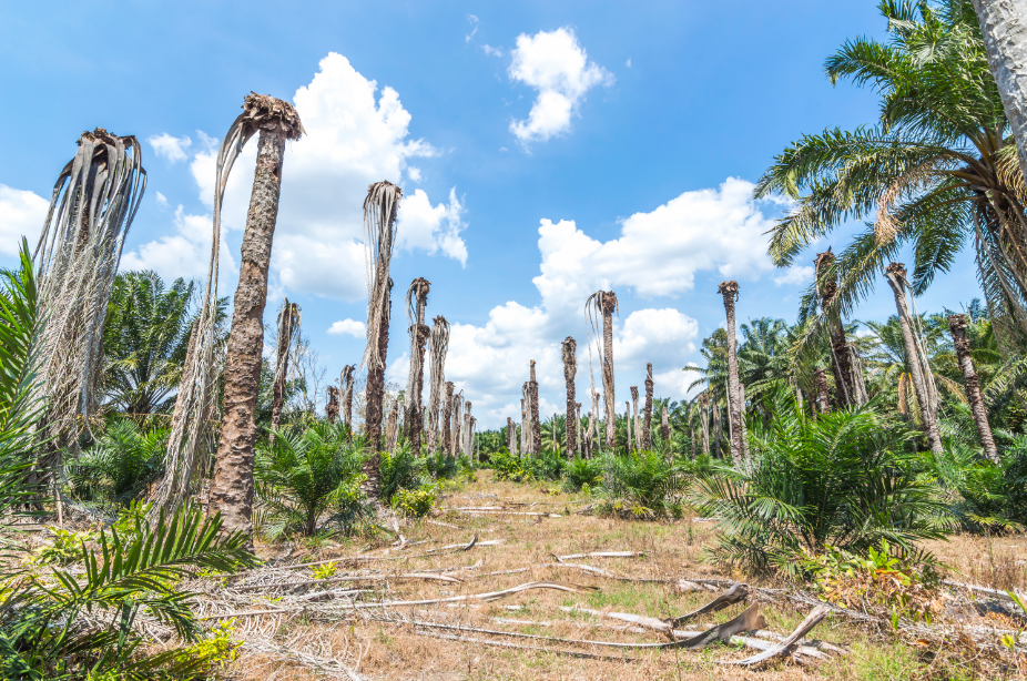 Focus on sustainability: ePURE responds to Commission on palm oil loophole